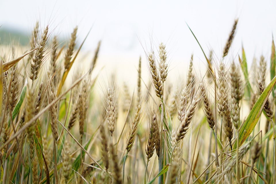 PFA in domeniul agricol. Trecerea la sistemul real de impozitare