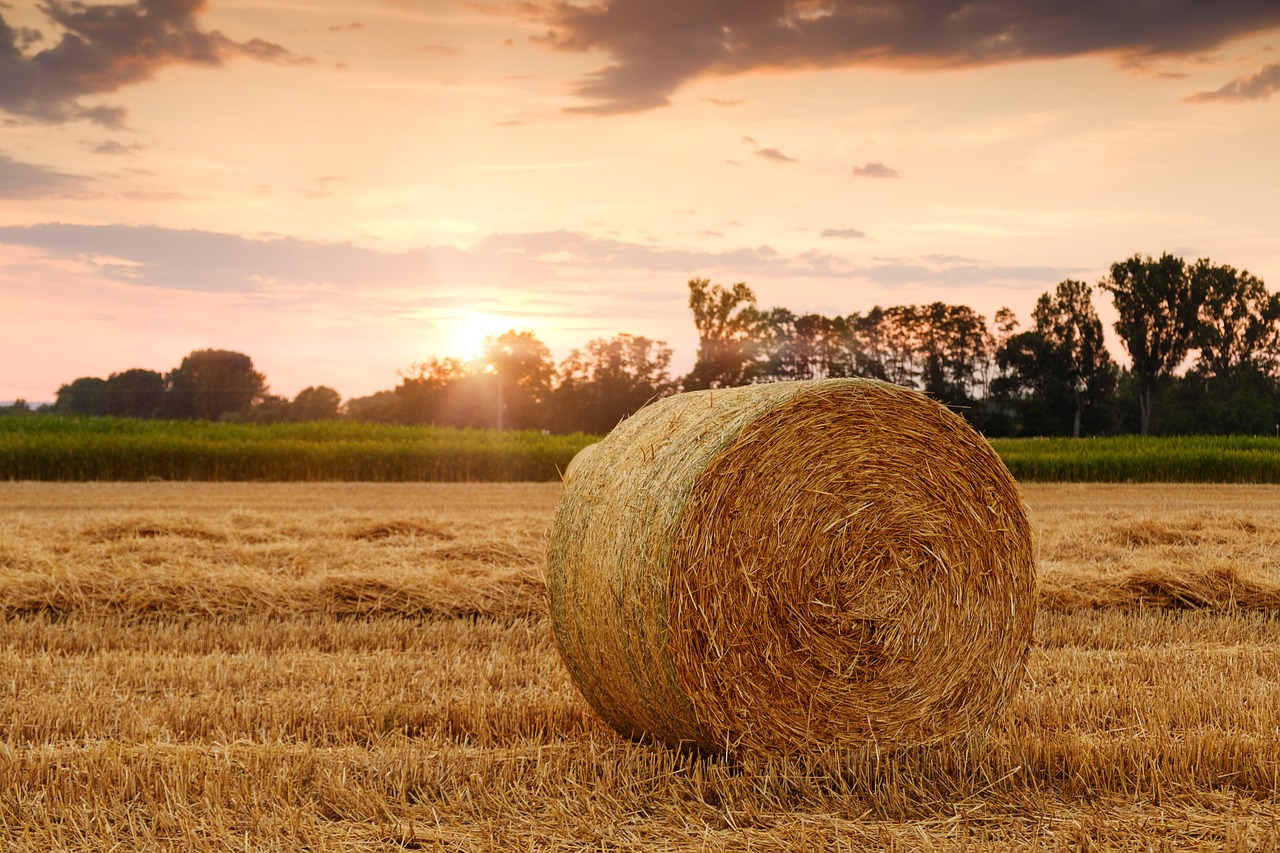 PFA cu activitati in agricultura. Documente si obligatii fiscale pentru vanzarea unui teren agricol