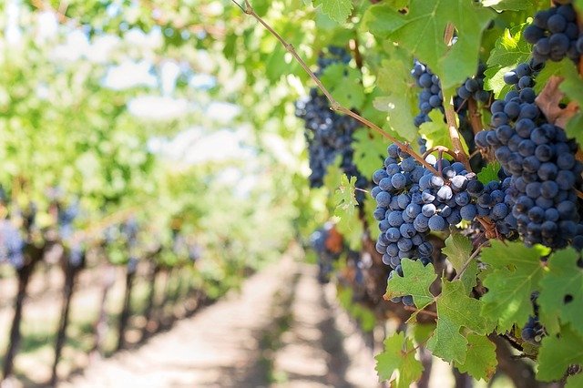 PFA-urile din sectorul vitivinicol pot primi de la stat o subventie egala cu echivalentul in lei a 500 euro/ha