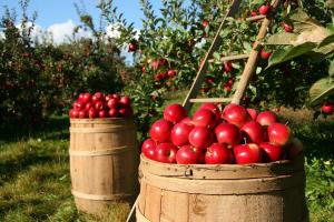 Activitati agricole, silvicultura si piscicultura: totul despre declararea si impozitarea veniturilor